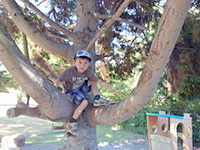 保育園では木登りできるスペースも。うちの子の一番のお気に入り。