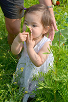 子どもは自然のなかで伸び伸びと。自家栽培のえんどう豆をパクリ。