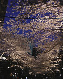 アークヒルズの桜並木 アークヒルズの桜並木