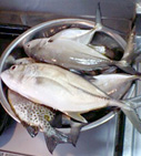 海人から貰ったお魚。山盛り!!