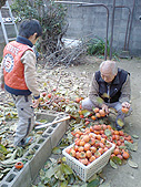 庭の柿を収穫
