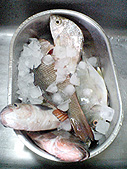 柿が魚に換わった