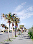 散歩道。夏日で暑い!