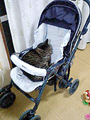 やると思った。赤ちゃんのつもり?猫のメソ太。