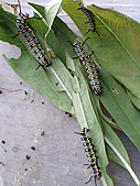トウワタの葉を食べるカバマダラの幼虫