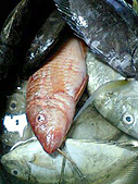 お魚さんがたくさん