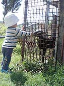 子ヤギに餌やり