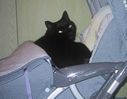 猫の寝床 猫の寝床