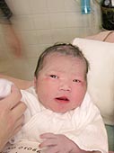 カエデ 生まれて何分か後
