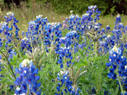 テキサス州の州花ブルボネットが咲くのも今の時期。 テキサス州の州花ブルボネットが咲くのも今の時期。