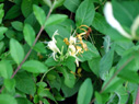 ハニーサックル。今はこの花のとても甘い香りが辺り一面立ち込めています。 ハニーサックル。今はこの花のとても甘い香りが辺り一面立ち込めています。