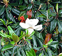数週間前からマグノリアの花が咲き始めました。 数週間前からマグノリアの花が咲き始めました。
