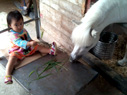 近所の馬小屋へ。舟さんの草を食べてくれるんだって。