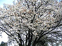 桜の木の下で 桜の木の下で