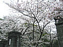 曇天だけど 曇天だけど