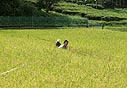 カエルさがしに必死の2人。埋もれてますよ〜。