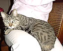 猫も胎動にびっくり! 猫も胎動にびっくり!