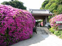 安養院 安養院