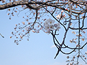 公園の桜が咲いていました