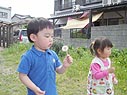 たんぽぽの綿毛飛ばしにはまってました