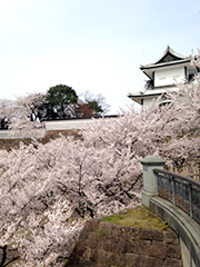 金沢城の桜