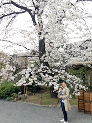 神社の桜が満開！