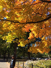 秋色のセントラルパーク！