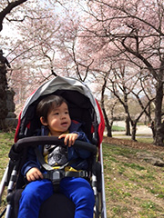 やっぱり春は桜です♪