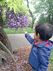 藤の花に興味津々！