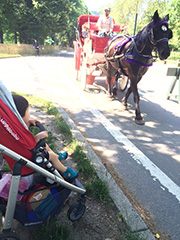 観光用の馬車に夢中