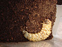 カブト虫 カブト虫
