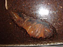 カブト虫 カブト虫