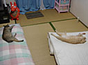 布団 布団