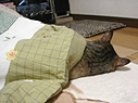 冬はコタツ