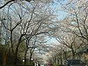 桜が満開です
