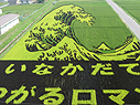 稲で作った絵