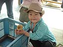 ひよこと子豚
