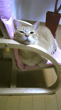 あーちゃんの椅子でくつろぎ中