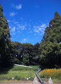 朝から公園