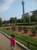 山下公園のバラ園