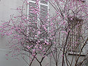 梅ですか、桜ですか?