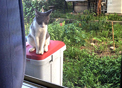 うちの庭に住み始めた子猫