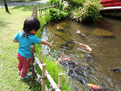 鯉が気になる