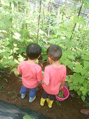 この後、採りたてキュウリを食べました