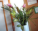 花名:クルクマ 花名:クルクマ
