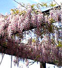 桜から藤へ 桜から藤へ