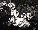 夜桜、キレイ 夜桜、キレイ